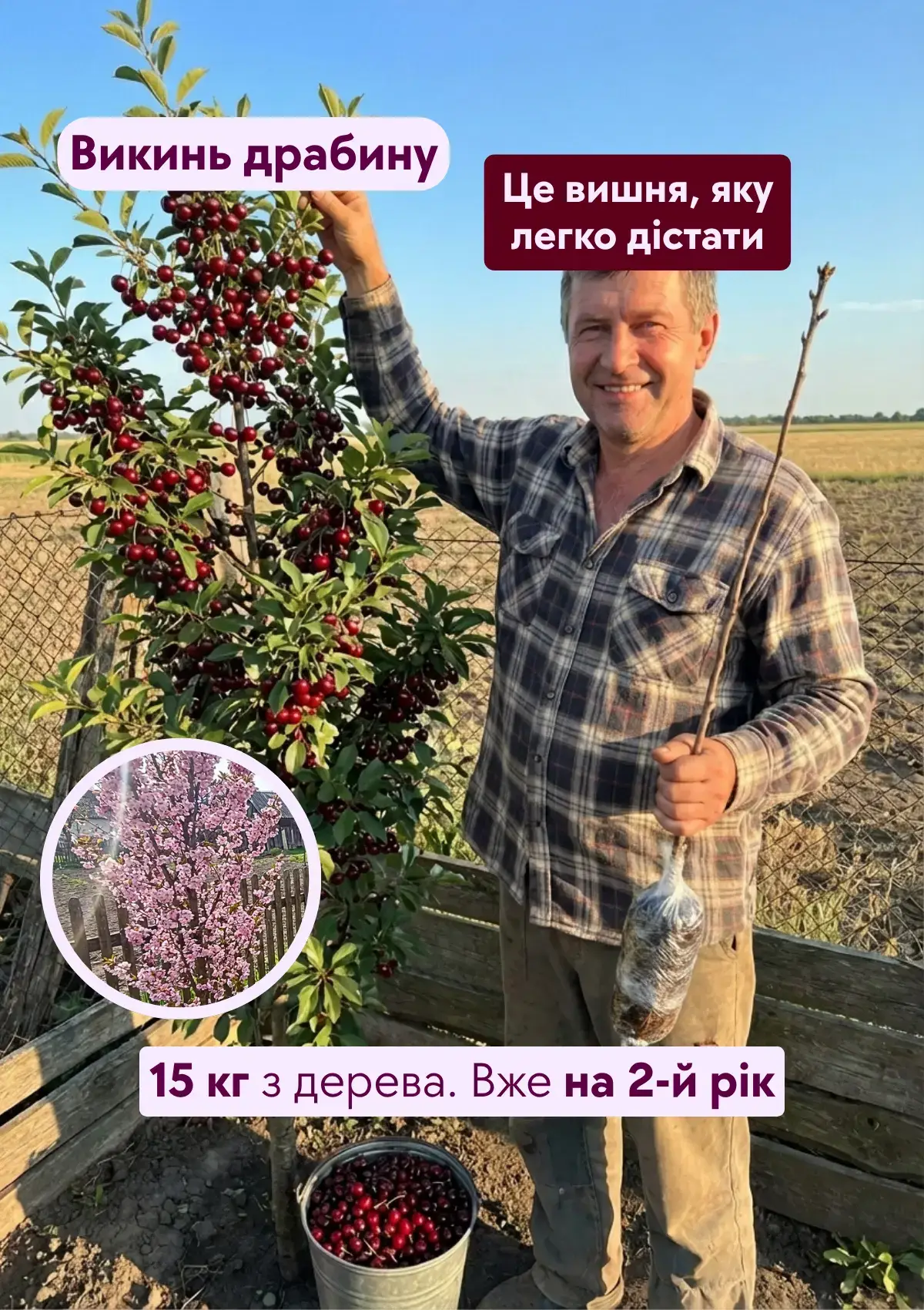 Колоновидна вишня з ягодами